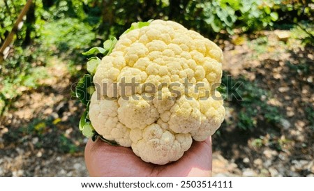 Similar – Image, Stock Photo Hand holding a cauliflower against a neutral background. Healthy food.