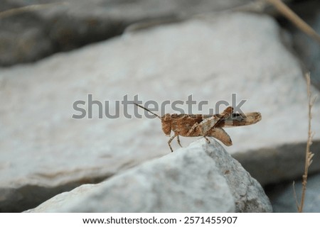 Similar – Image, Stock Photo Locust sitting on the wooden floor Macro