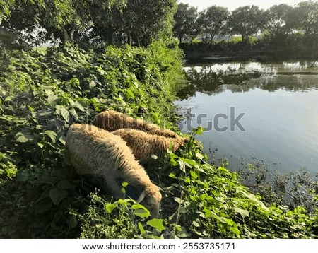 Similar – Foto Bild Drei Schafe grasen auf Mooshügeln auf der Insel Sylt in der Nordsee.