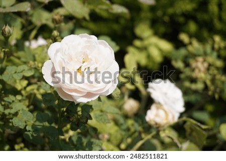 Foto Bild Nahaufnahme einer filigranen Pusteblume mit Tropfen