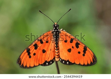 Similar – Image, Stock Photo a small butterfly enjoys the sunny day in the garden