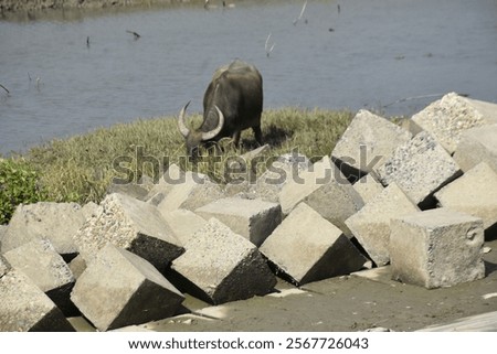 Similar – Foto Bild Buffalo Umwelt Natur