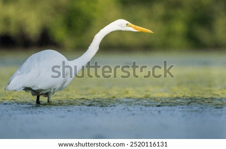 Image, Stock Photo Great White Egret, knee-deep in water at the lakeside