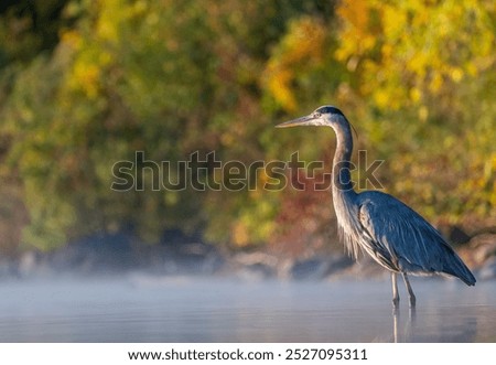 Similar – Foto Bild Graureiher im Baum Natur