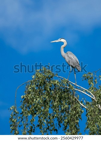 Similar – Image, Stock Photo Herons high up in the tree