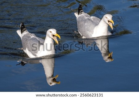Image, Stock Photo two seagulls swimming in the fog on a quiet morning on the waveless, calm Weser river