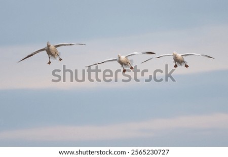 Foto Bild Und sie fliegen wieder, die Tauben . Rundflug Beobachtung in Rothenburg ob der Tauber.