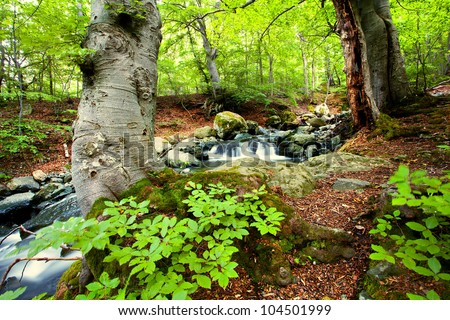 tranquil scenery landscape in deep bulgarian forest