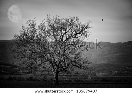 abstract spooky black and white landscape with alone tree and black bird- elements of this image furnished by