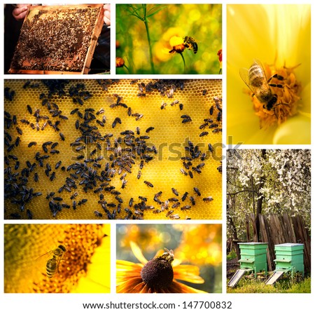bee life agricultural collage from several images