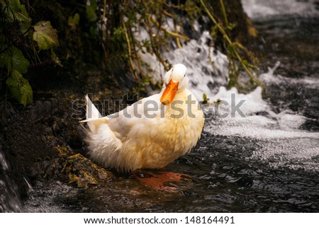 white wet duck in cold lake