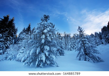 calm cold winter morning, blue toned snow forest in sunrise