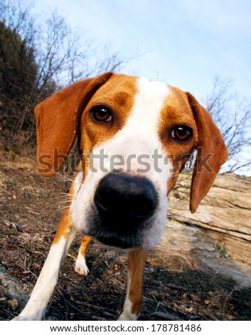 cute wide angle funny dog portrait in nature