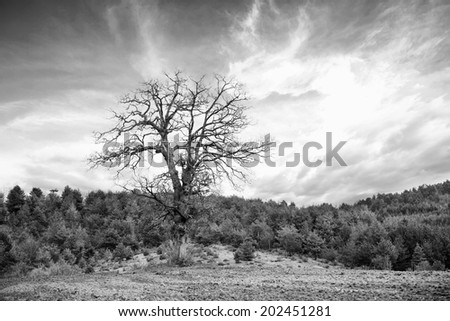 abstract black and white tree silhouette and dramatic sky