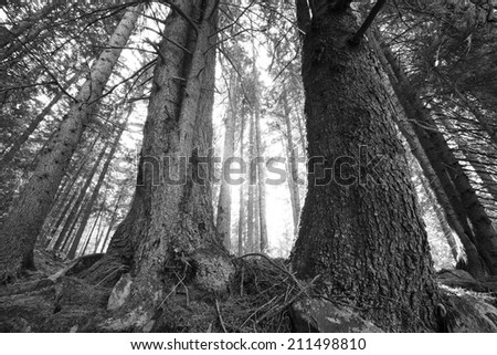 spooky abstract black and white  forest in autumn sunrise