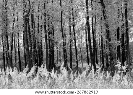 black and white forest background with many straight trees in foreground