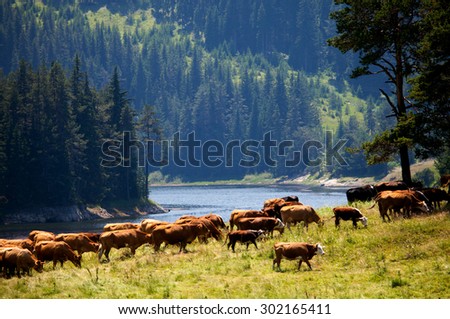 herd of cows near high mountain lake in bulgarian Rhodope mountains