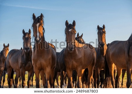 Similar – Image, Stock Photo The horse of the gaucho and his two dogs are waiting
