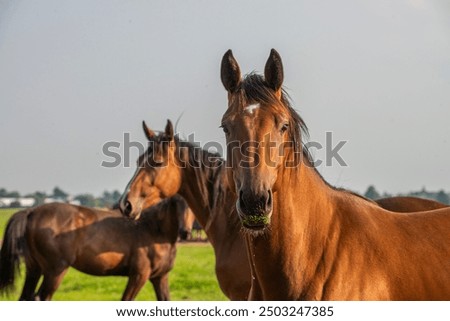 Image, Stock Photo The horse of the gaucho and his two dogs are waiting