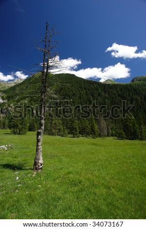 Piana del Gaver (Bs),Valley of Caffaro,Alps,Lombardy,Italy,a fir tree burned by lightning