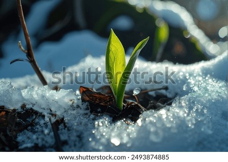 Similar – Foto Bild Schwarzwald Winterende