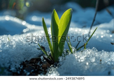 Similar – Foto Bild Schwarzwald Winterende