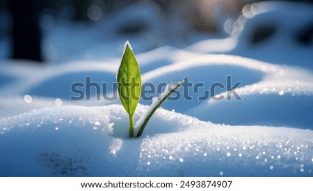 Foto Bild Schwarzwald Winterende