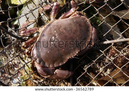 fresh crab alive in a basket on the rocks