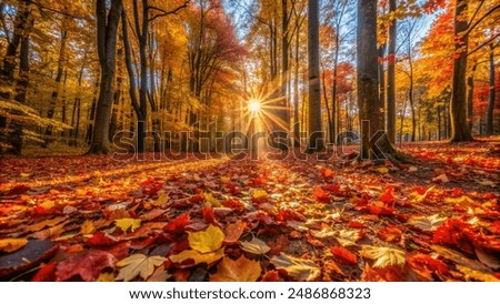 Similar – Image, Stock Photo Forest path in autumn with evening light