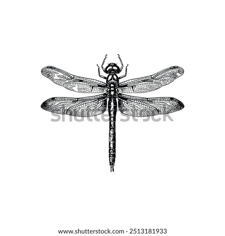 Intricate black and white dragonfly from top view. Vector illustration design.