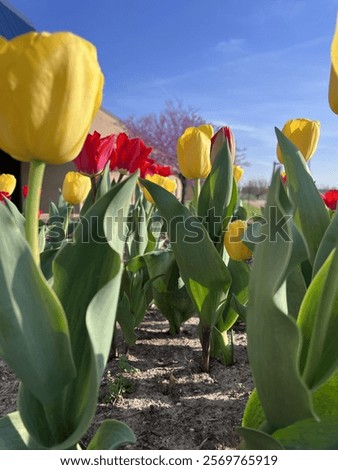 Similar – Image, Stock Photo a tulip blooms red and passionate