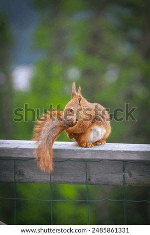 Similar – Image, Stock Photo Watched by a squirrel