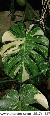 Similar – Image, Stock Photo Mint foot planted in old basin with label