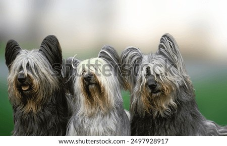 Similar – Image, Stock Photo Vulnerable Animal portrait