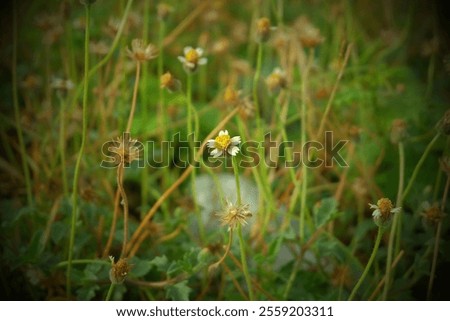 Similar – Image, Stock Photo Somewhere Nature Meadow