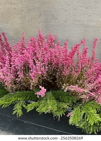 Similar – Foto Bild Pink heather Umwelt Natur