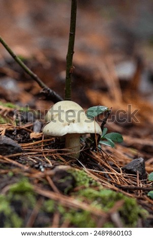 Similar – Image, Stock Photo little mushroom head