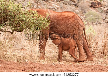 Elephant mother feeding cub