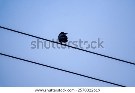 Similar – Image, Stock Photo A crow sits high up on one of two crossing wire ropes