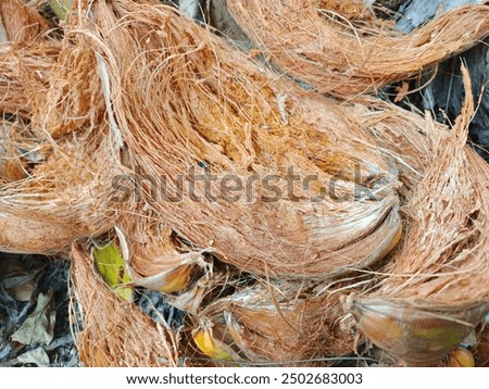 Similar – Image, Stock Photo dry fruit husk of the Physalis peruviana, Cape gooseberry, Andean berry on light background