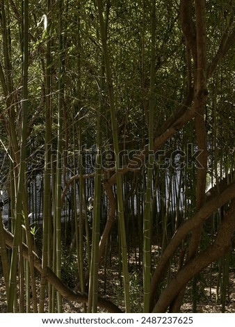 Similar – Image, Stock Photo Pitoresque tree by a misty river, somewhere between fantasy and depth psychology