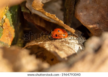 Foto Bild Marienkäfer auf einem trockenen Ast eines Baumes. Kleine rote Insekten auf trockener Pflanze. love and meet concept