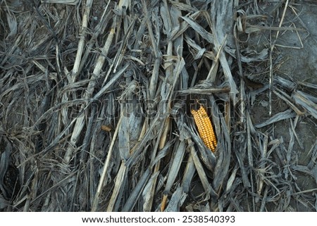 Similar – Image, Stock Photo Ripe corn cob lies on the brown earth, one sees withering leaves and stems of the corn plant