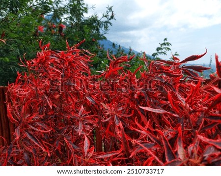 Similar – Foto Bild Dicht gewachsene Hecke mit Backsteinmauer und Gartenzaun