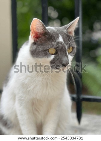 Similar – Image, Stock Photo Thoughtful gray cat looking at camera in dark