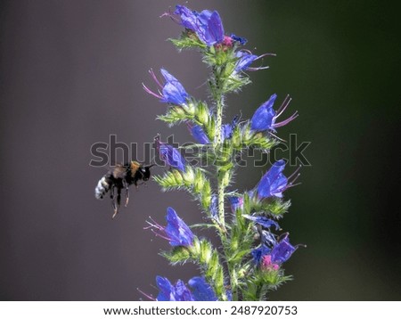 Similar – Image, Stock Photo Bee flies on blue grape hyacinth