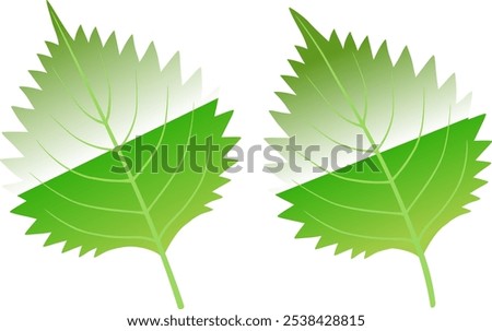 A set of illustrations of perilla leaves.
I drew some delicious looking perilla leaves.