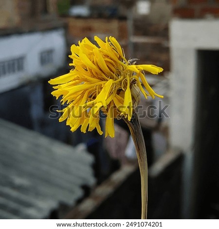 Similar – Foto Bild unscharfe Blume vor Himmel