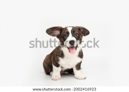 Similar – Image, Stock Photo Cute fluffy dog on medical table in veterinary clinic