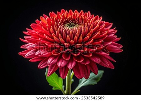 Similar – Image, Stock Photo flower. Flower Nature